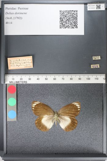 Media type: image;   Entomology 130031